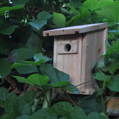 Nichoir à mésanges lutte processionnaire du pin et du chêne