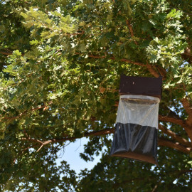 pack lutte chenille processionnaire du chêne - piège à phéromones Trampa G