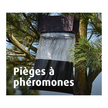 Pièges à phéromones 