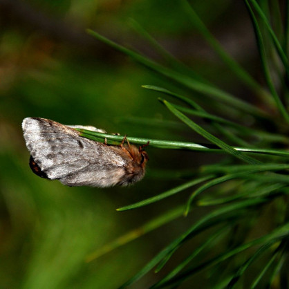 Piège à phéromone Pin