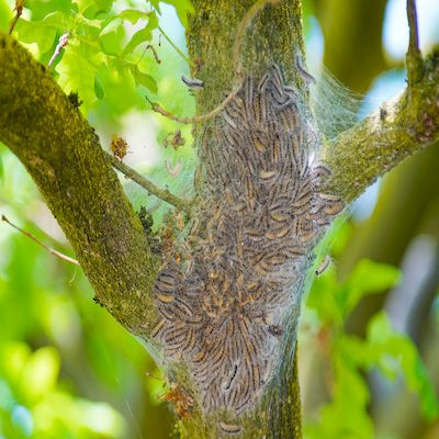 comment différencier processionnaire du chêne et du pin