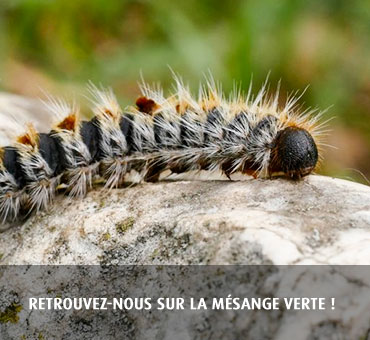 Collier Ecopiège®, la solution efficace et écologique contre la chenille  processionnaire : La Mésange Verte